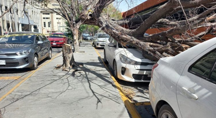 Fuertes vientos derrumban árbol y cae sobre autos en centro de Monterrey
