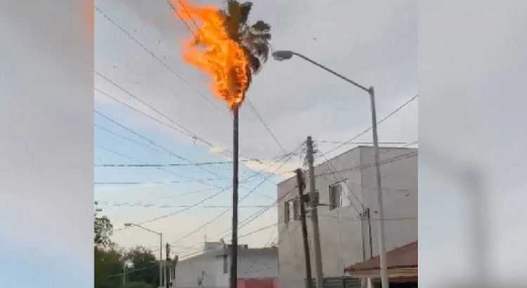 Caída de rayo incendia palma en San Nicolás; Monterrey