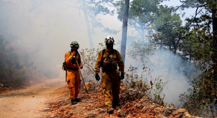 Están en riesgo, 151 especies tras incendio en Sierra de Santiago