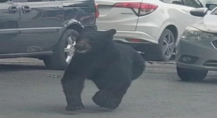 Captan a oso corriendo por calles de Monterrey