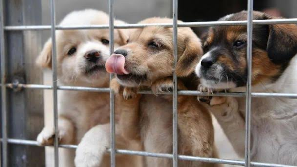 Se prohíbe vender perros y gatos en Nuevo León