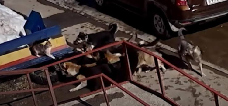 Alertan en Monterrey por presencia de perros salvajes