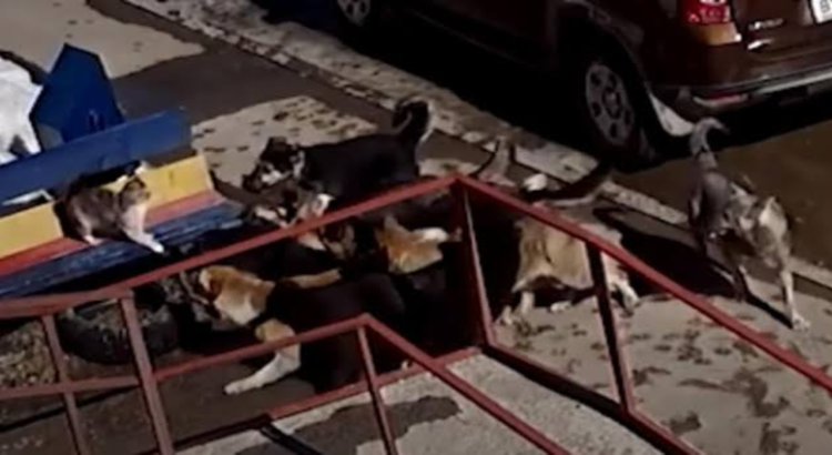 Alertan en Monterrey por presencia de perros salvajes