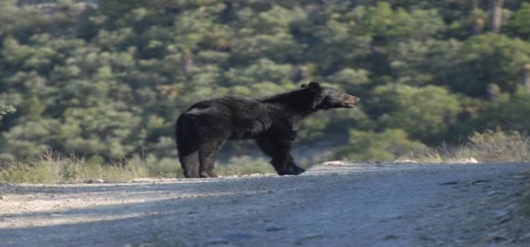 Capturan y trasladan a 100 osos negros que habitaban en los alrededores de Monterrey