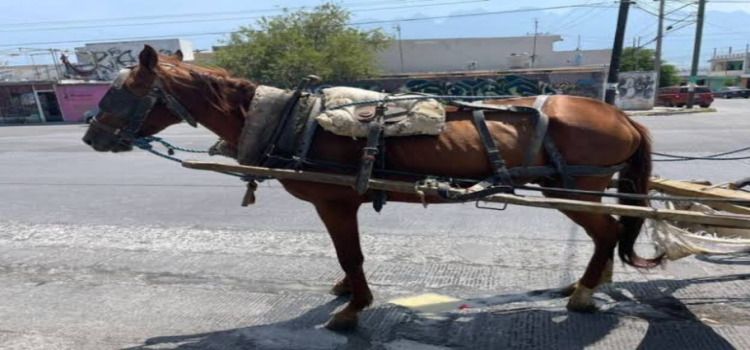 Rescatan a 5 caballos de carretoneros en Monterrey