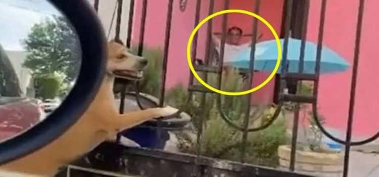 Hombre asesina cruelmente a su perrita en Monterrey