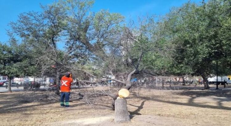 Retirarán árboles en mal estado del centro de Monterrey