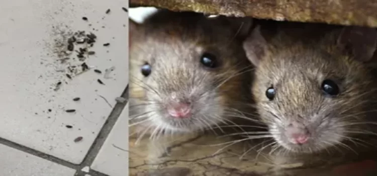 Denuncian plaga de ratas en hospital de Monterrey