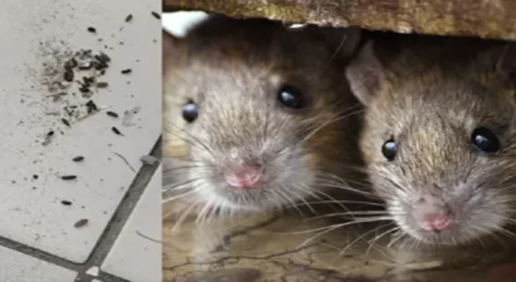 Denuncian plaga de ratas en hospital de Monterrey