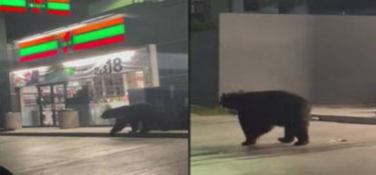 Captan a oso afuera de tienda de conveniencia en Monterrey