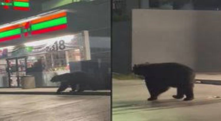 Captan a oso afuera de tienda de conveniencia en Monterrey