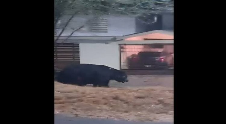Captan a oso tratando de ingresar a una casa en Monterrey