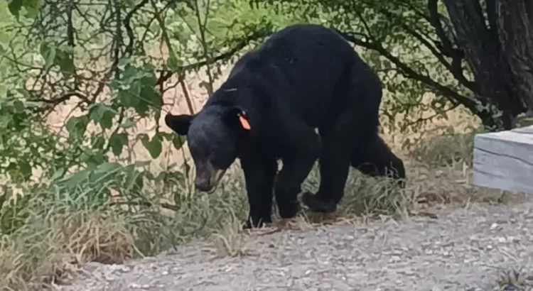 Capturan oso que tenía lesión en una de sus patas en Monterrey