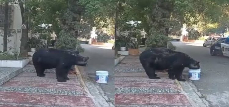 Vecinos de la colonia Satélite adoptan a oso en Monterrey