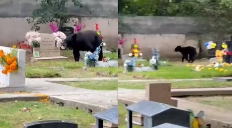Familia de osos pasea en panteón de Monterrey