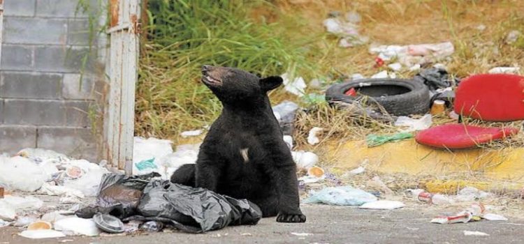 Nuevo León crea norma emergente para proteger a osos de ingerir basura nociva