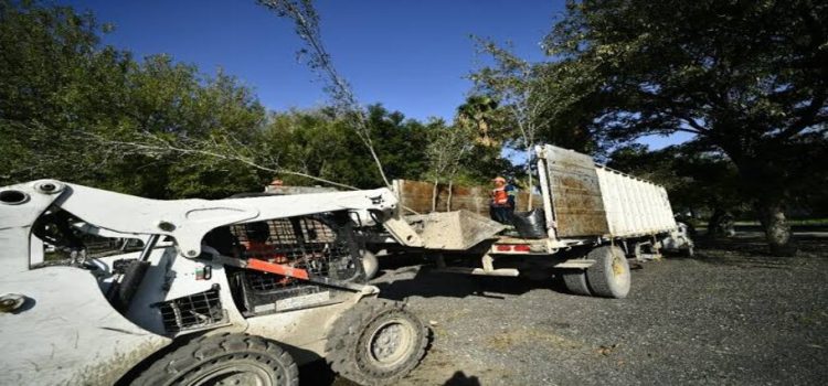 Quieren un Monterrey verde regalando casi 14 mil árboles