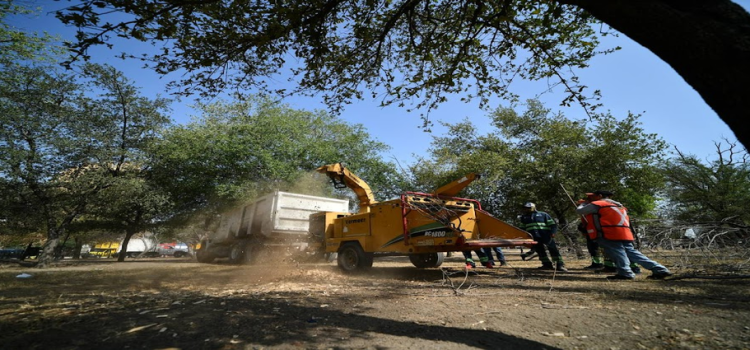 Monterrey arranca plan de reforestación en la Alameda Mariano Escobedo