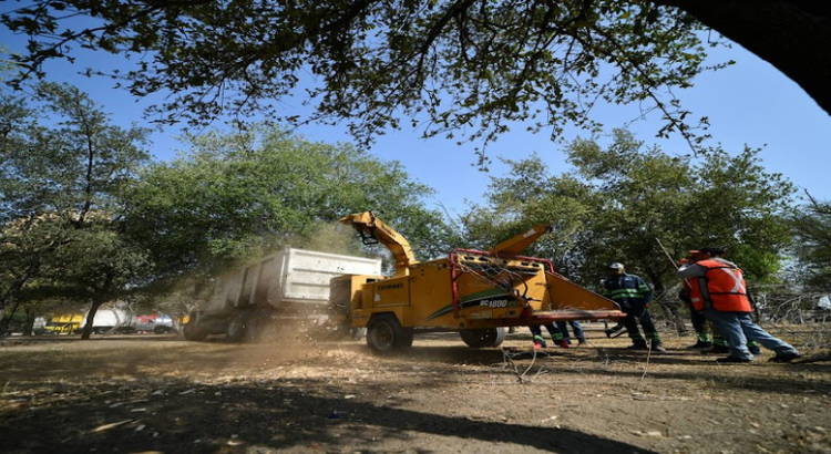 Monterrey arranca plan de reforestación en la Alameda Mariano Escobedo