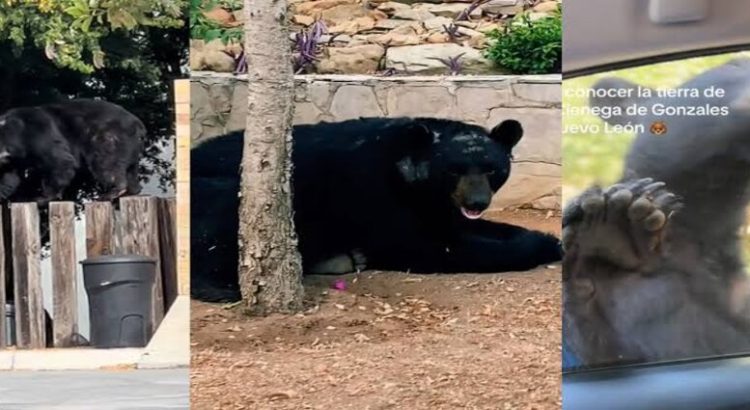 Reportan nuevos avistamientos de osos al sur de Monterrey, NL