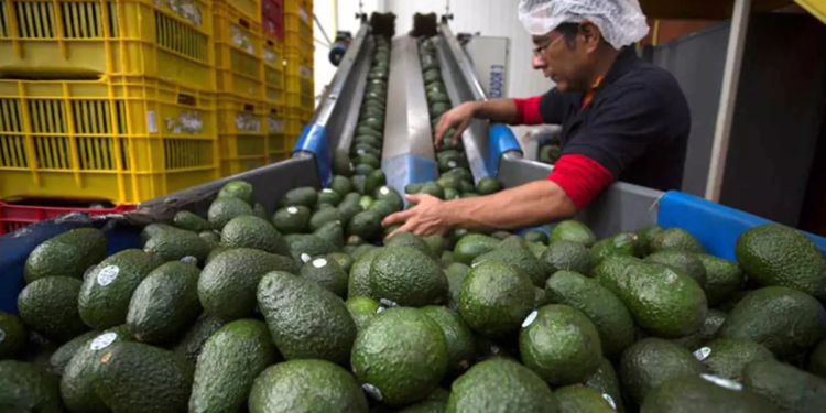 Estados Unidos suspende importación de aguacates y mangos de Michoacán tras incidente de seguridad