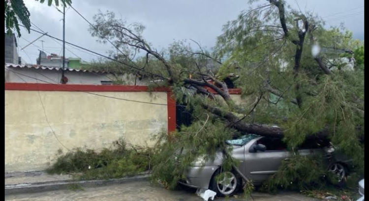 Cae árbol y destroza auto y fachada de casa en Monterrey