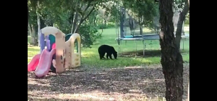 Avistan a oso en área de juegos infantiles de Monterrey