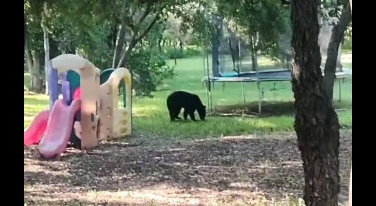 Avistan a oso en área de juegos infantiles de Monterrey