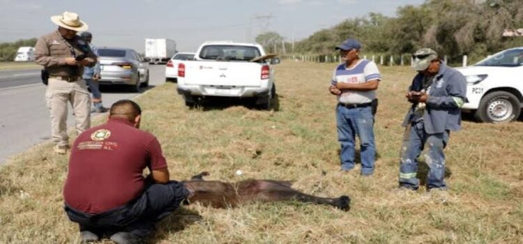 Encuentran a osa muerta en Anillo Periférico en Escobedo, Nuevo León