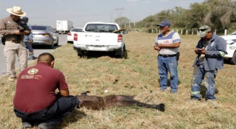 Encuentran a osa muerta en Anillo Periférico en Escobedo, Nuevo León