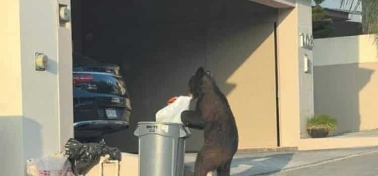 Captan a oso buscando comida en el patio de una casa al sur de Monterrey