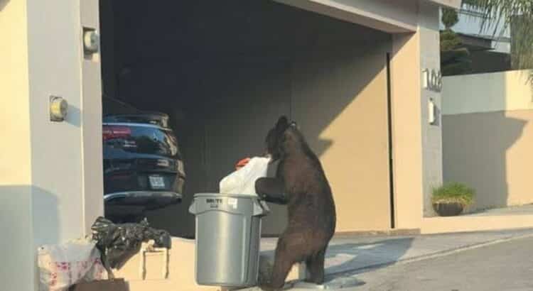 Captan a oso buscando comida en el patio de una casa al sur de Monterrey