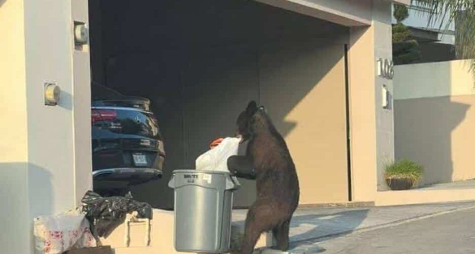 Captan a oso buscando comida en el patio de una casa al sur de Monterrey